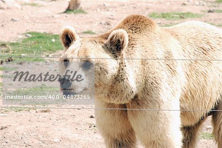 Brown Bear walking in the zoo