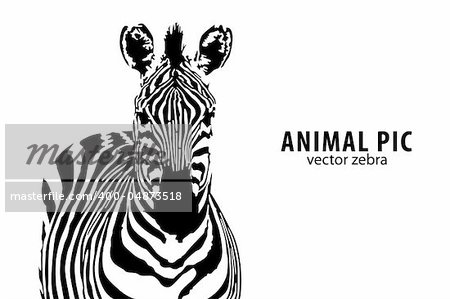 vector zebra with place for text