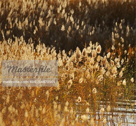 reed stalks in the swamp against sunlight.