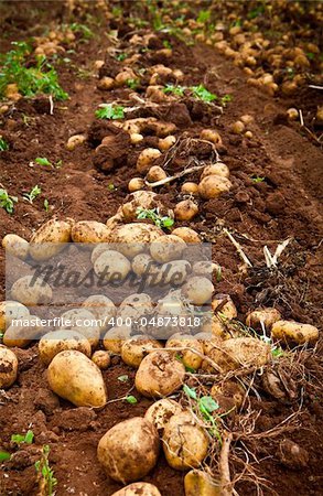 fresh and raw potato on a field