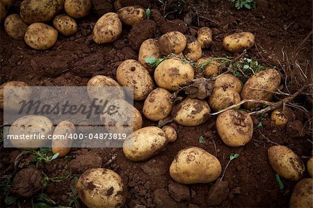 fresh and raw potato on a field