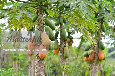 Bunch of papayas hanging from the tree