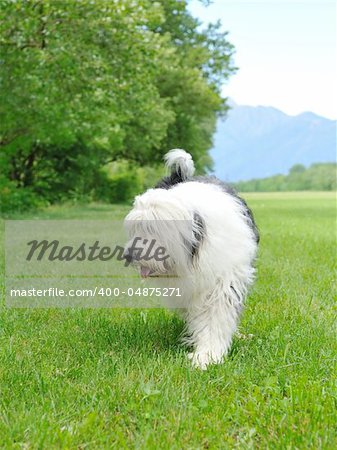 Big bobtail old english sheepdog breed dog outdoors on a field