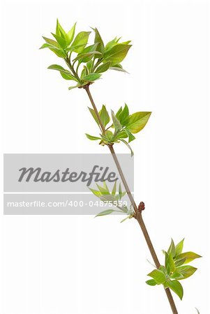 Branch lilac tree with spring buds isolated on white