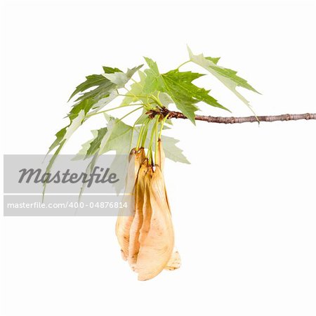 Spring branch of a silver maple (Acer saccharinum) with a cluster of samaras isolated on white