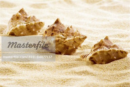 Three sea shells on the beach