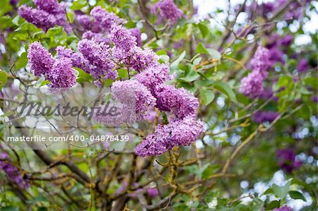 Blossoming branch of a lilac in spring