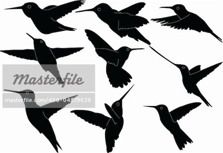 hummingbird collection - vector