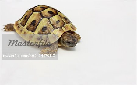 small baby of Hermann's tortoise on white-black background