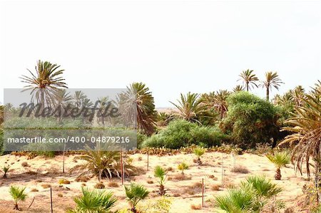 green oasis in the Tunisia near Sahara desert