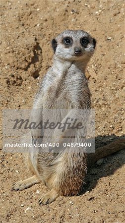 Meerkat animal