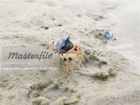 Mictyris longicarpus, soldier crab on a beach in australia
