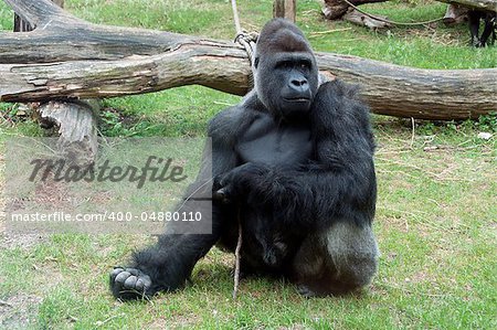 Gorilla male showing power in zoo