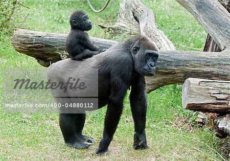 Baby Gorilla on back on mother