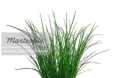 Fresh chives isolated on white background. Clipping path included.