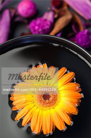 Orange flower floating in a black bowl and purple dry flowers focus with the camera on the flower