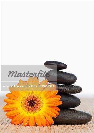 An orange sunflower and a black stones stack against a white background