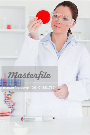 Scientist looking at a petri dish