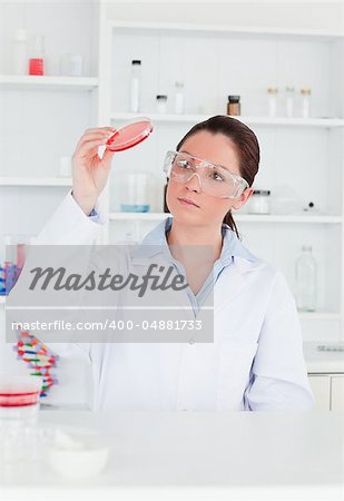 Young scientist looking at a petri dish