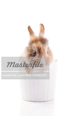 photo of adorable dwarf rabbit with lion's head on white isolated background