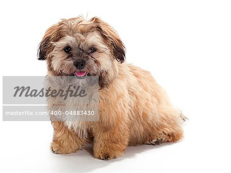 A small shih-poo puppy looking at the camera.