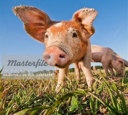 Young pig standing on a pigfarm