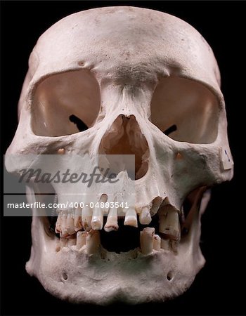 Human skull - bone head dead teeth spooky scary pirate isolated evil