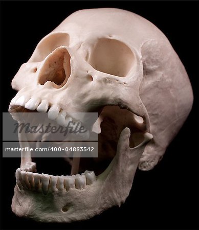 Human skull - bone head dead teeth spooky scary pirate isolated evil