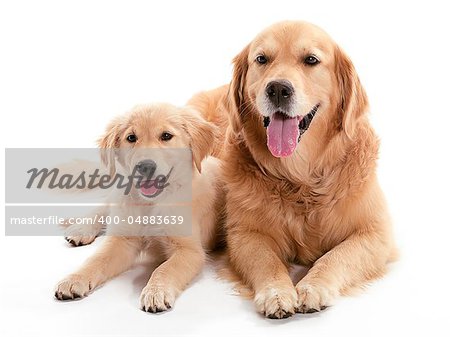 Two dogs laying together on the floor