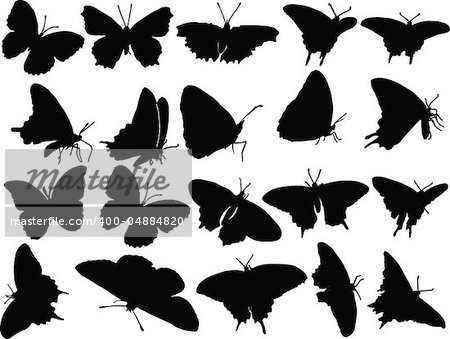 butterflies collection - vector