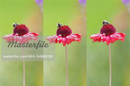 A busy bee on a red flower in the garden