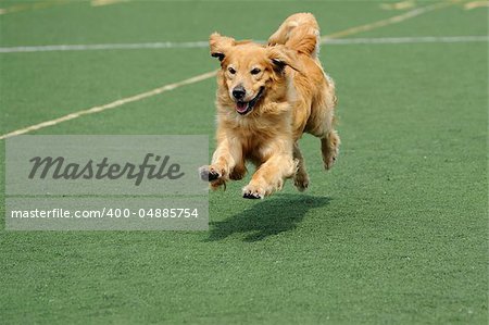 Golden retriever dog running on the playground