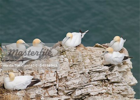 Gannet colony beautiful wild sea life birds