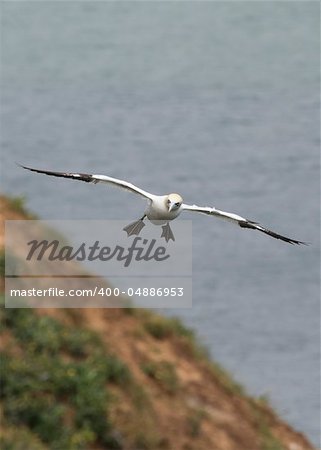 Gannet A Beautiful sea bird in flight