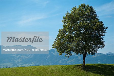 Single tree in bavarian alps