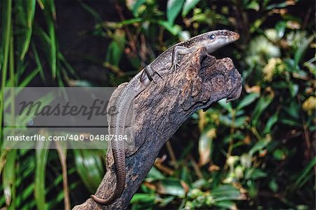 A lizard / gecko lying on a dry log with green leaves at background