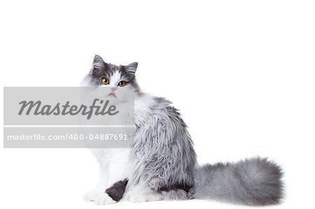 Portrait of young beautiful licking gray and white persian cat sitting on isolated background