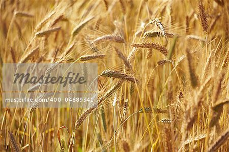 field of grain ears