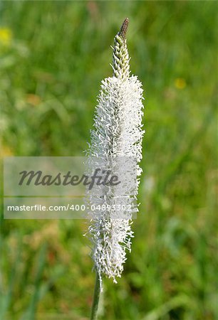 Plantain flowers in the nature