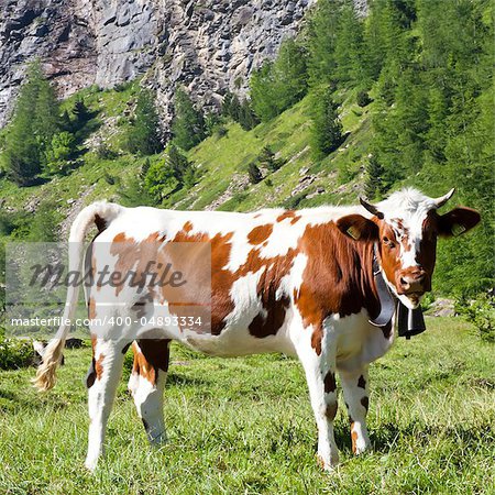 Italian cows during a sunny day close to Susa, Piedmont, Italian Alps