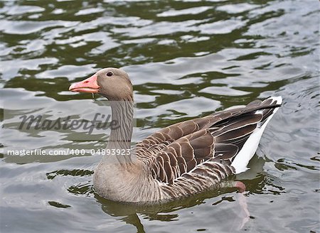 duck on a pond-1