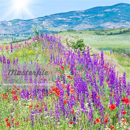 Beautiful summer mountain landscape with red poppy, white camomile and purple flowers (and sunshine)