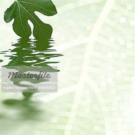 Green fig leaf reflecting in the water. White background