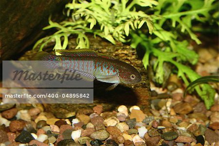 Peacock Goby (Tateurndina ocellicauda) - Male