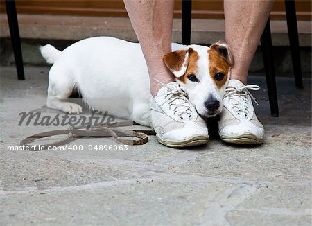 Young, cute dog looking for protection through the legs of his