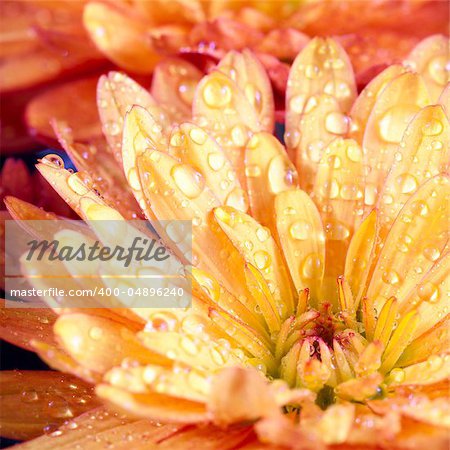 Beautiful orange chrysanthemum flower autumn vivid background with dew