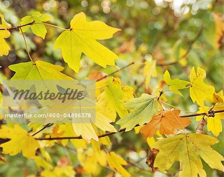 Beautiful autumnal branch of yellow maple leaves