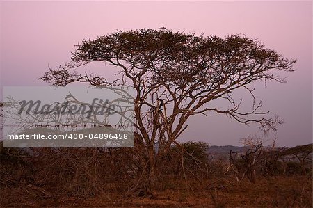 An Acacia tree, sometimes referred to as a thorntree or thorn tree, on the South African savannah after sundown. The sky is a deep purple from the dusk.