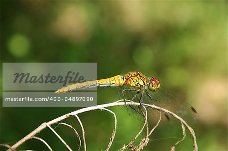 Common Darter (Sympetrum striolatum) - female on a branch