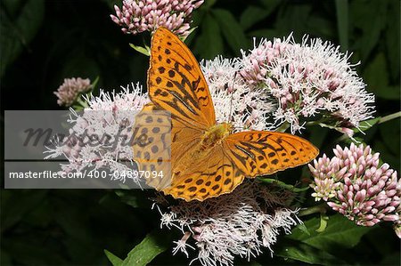 Silver-washed Fritillary (Argynnis paphia) - mal on a flower